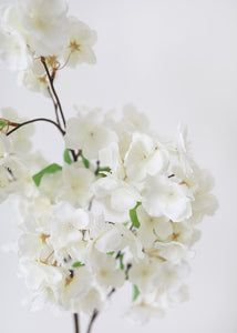Afloral Cherry Blossom in Cream White SLK-FSB655-WH
