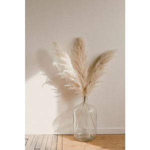 By Two Fields Natural Fluffy Pampas Grass natural Fluffy Pampas