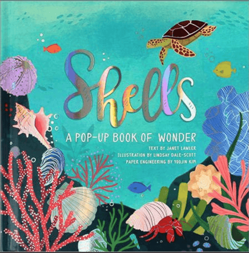 Common Ground Shells: Pop Up Book Of Wonder Books 1623485266