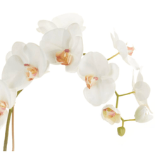 Napa Home Phalaenopsis Orchid Drop-In