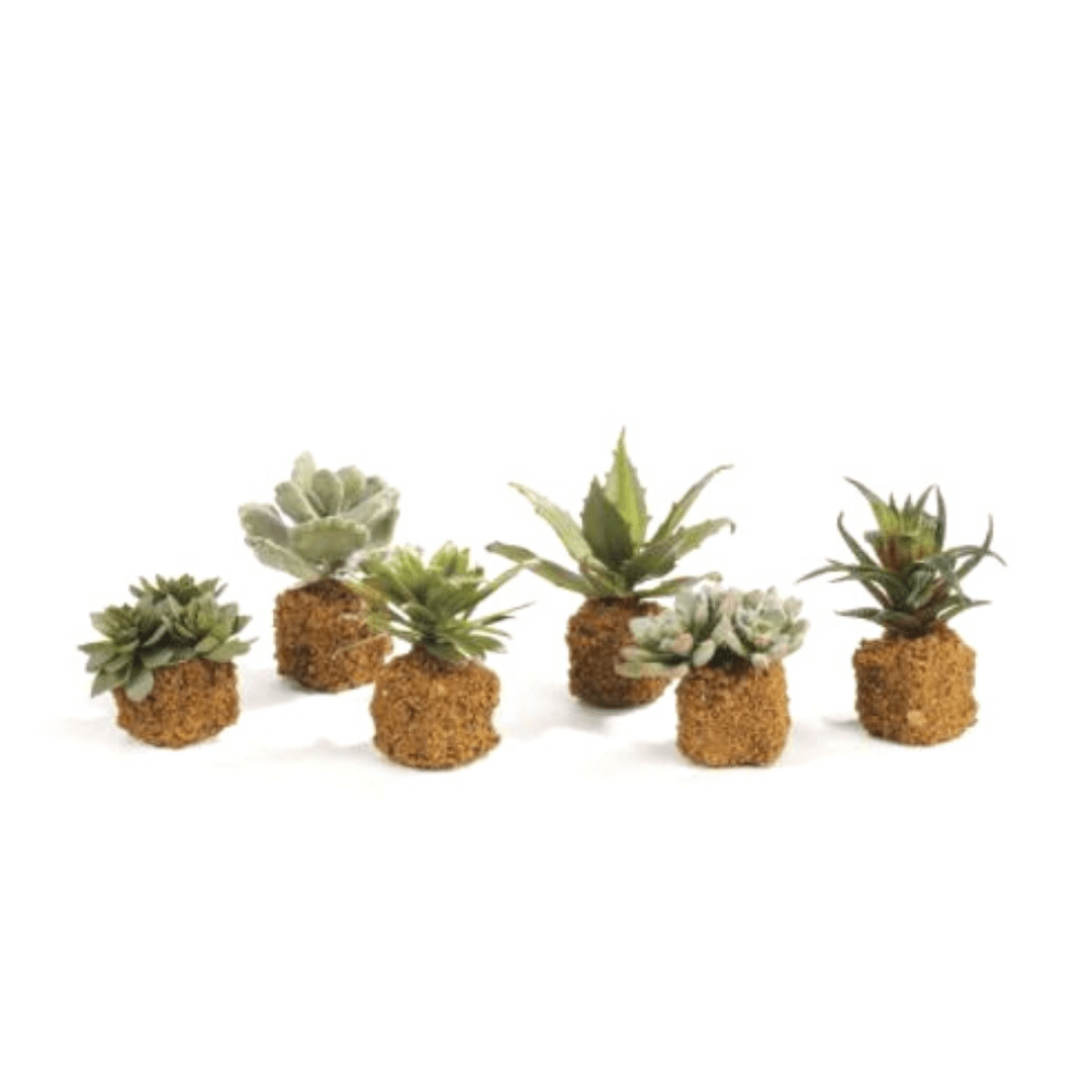 dropin succulent Succulent Drop-Ins 5.5