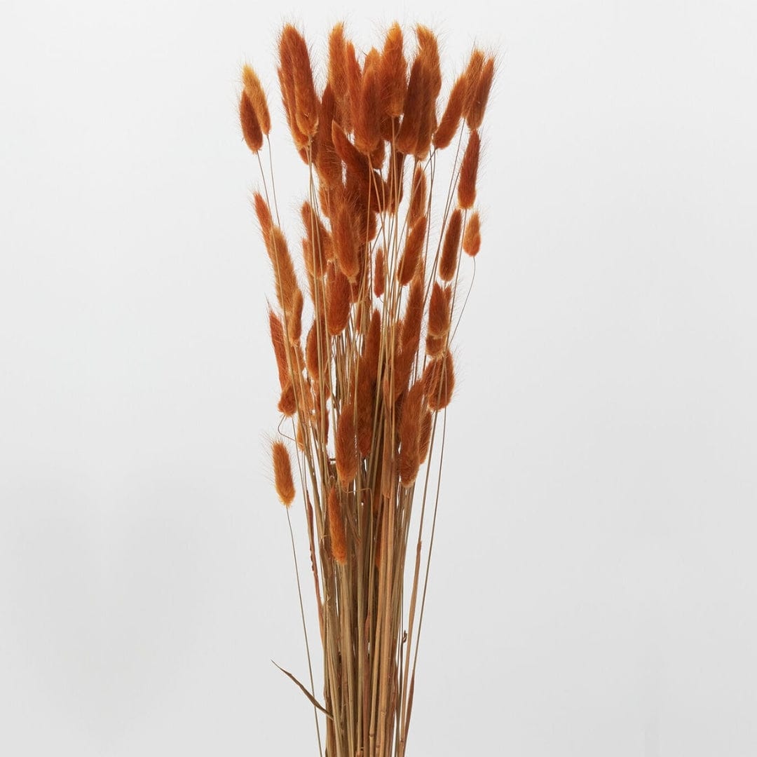 Accent Decor Dried Long Stem Golden Lagurus Dried Flowers 69720.85