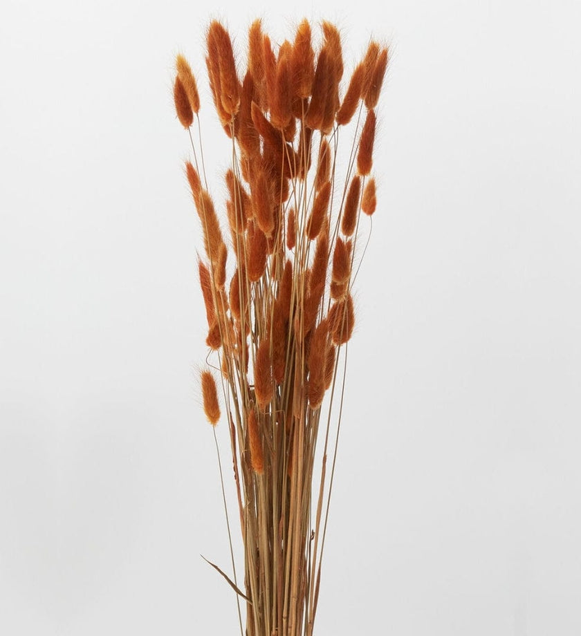 Dried Long Stem Golden Lagurus