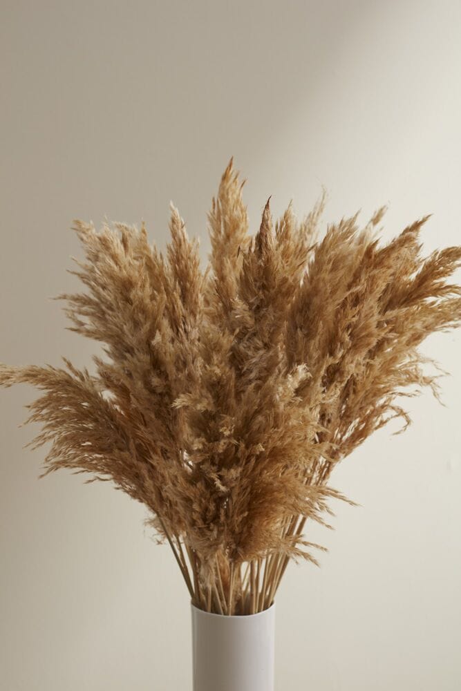 Accent Decor Mini Tan Pampas Bunch Dried Flowers 66661.57