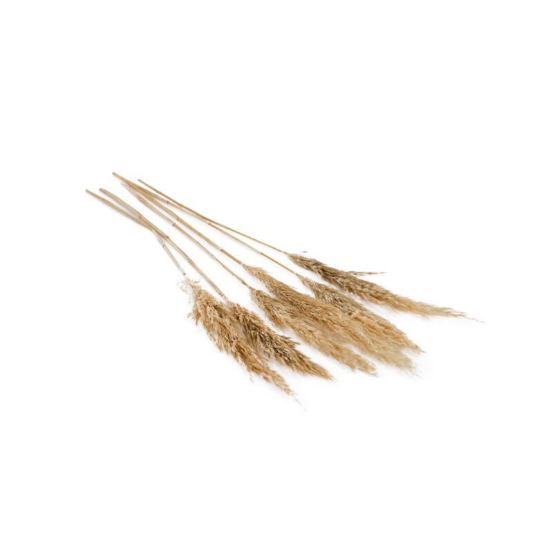 Accent Decor Mini Tan Pampas Bunch Dried Flowers 66661.57