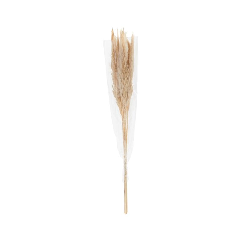 Accent Decor Mini Tan Pampas Bunch Dried Flowers 66661.57