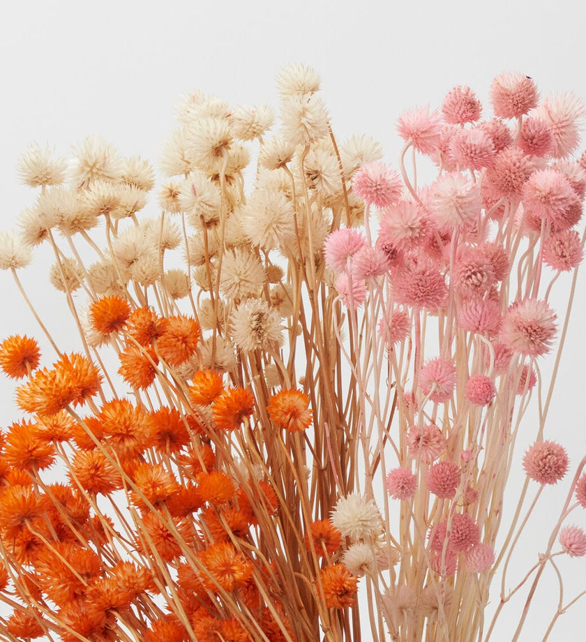 Natural Dried Eryngium - secondary