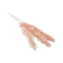 Accent Decor Pink Fluffy Pampas Bunch Dried Flowers
