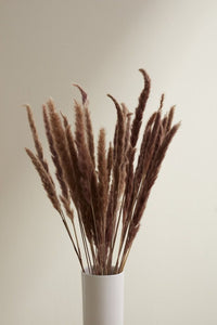 Accent Decor Slim Brown Dried Pampas Dried Flowers 66660.25