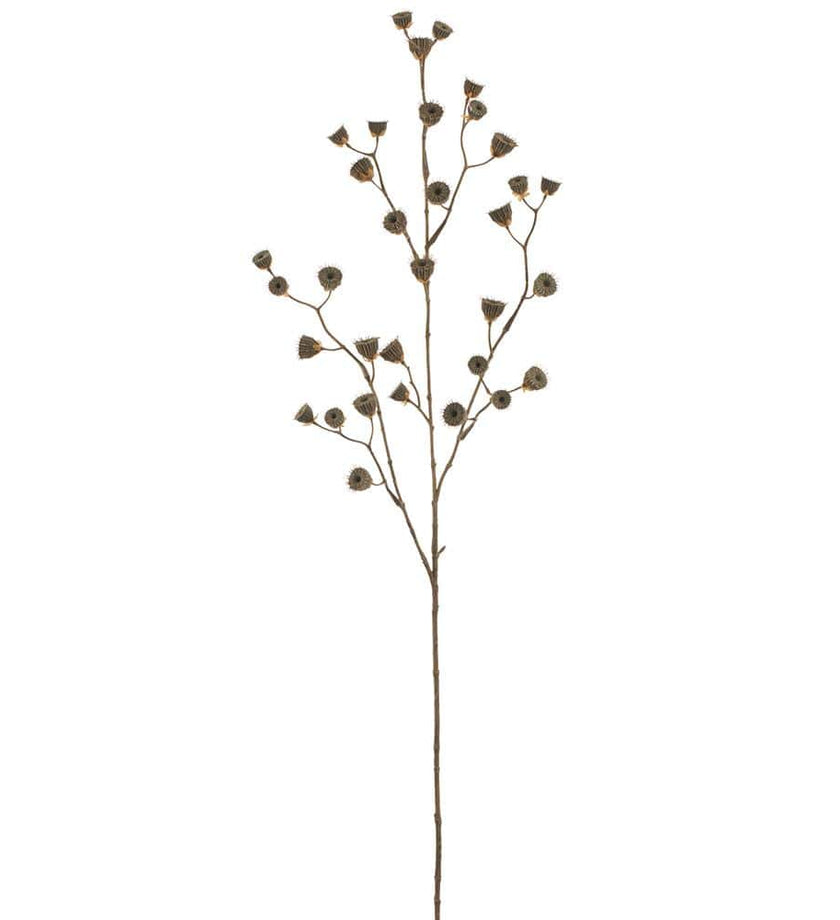 Abutilon Seed Spray