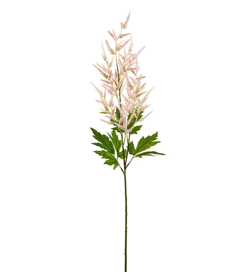 Astilbe Spray