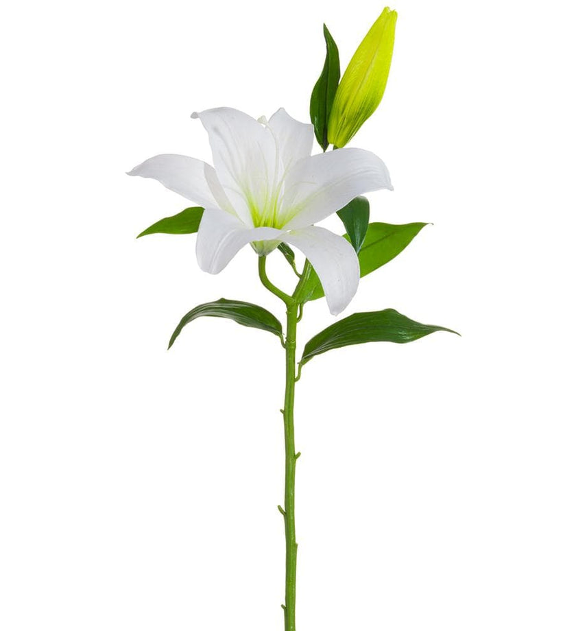 Casablanca Lily
