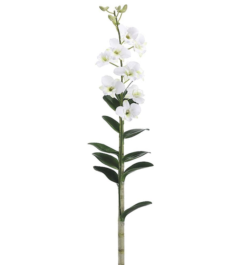 Dendrobium Orchid Plant with 9 Flowers 5 Buds and 13 Leaves White