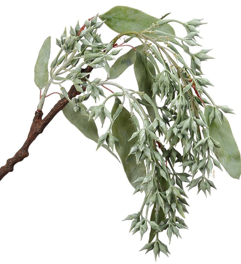 Eucalyptus Seed Hanging