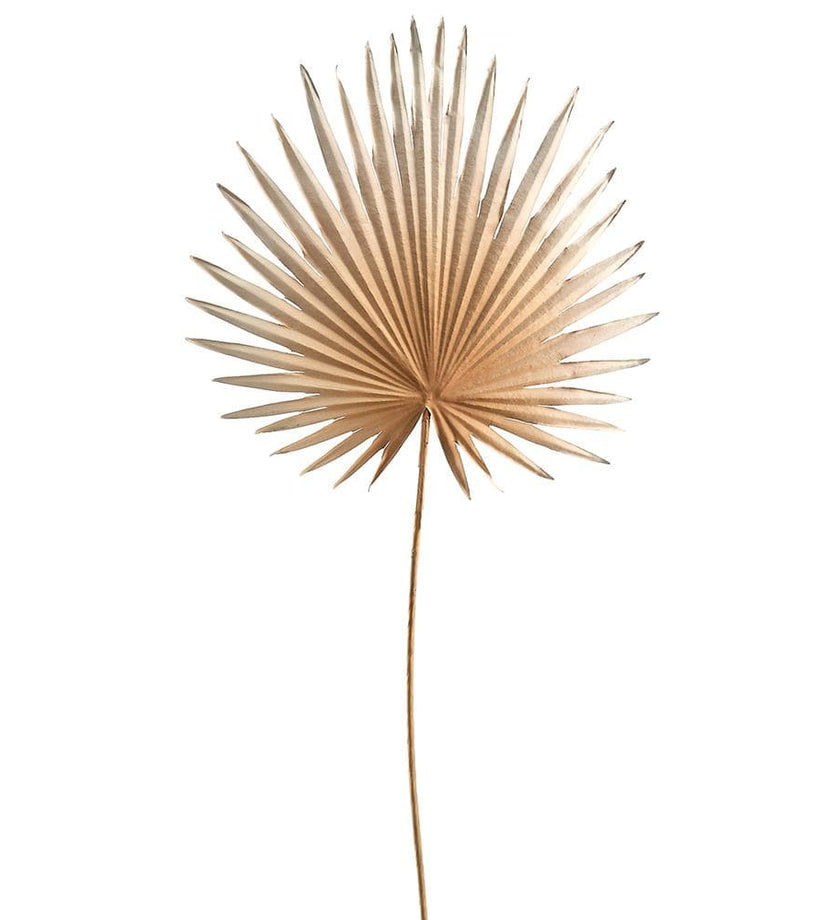 Fan Palm Spray