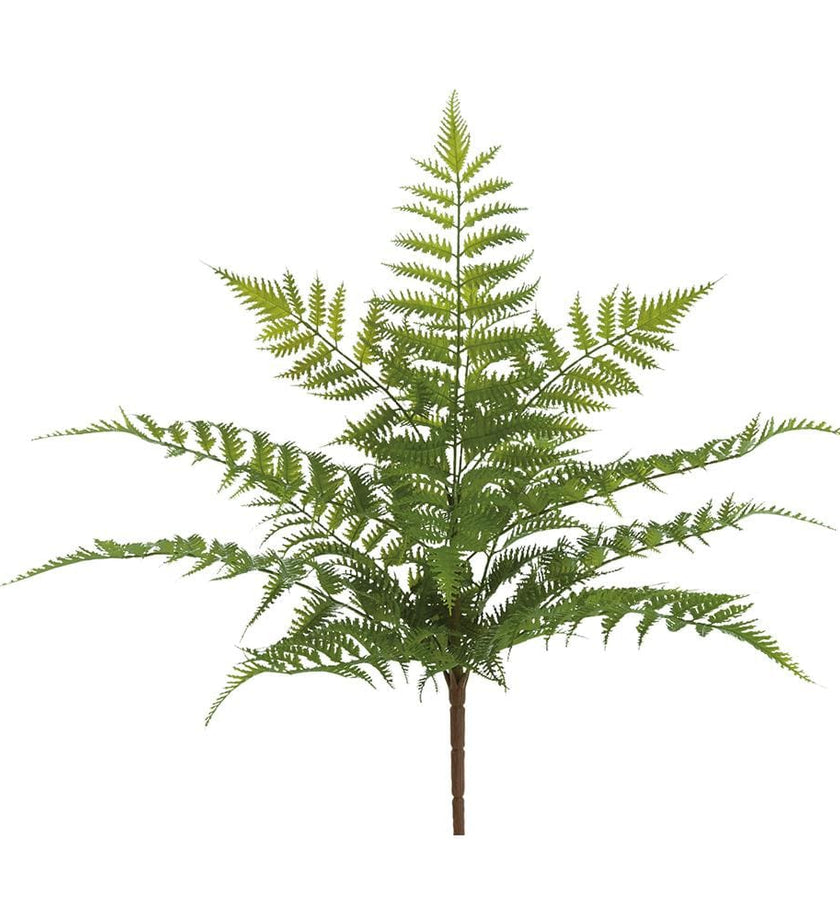 Fern Bush
