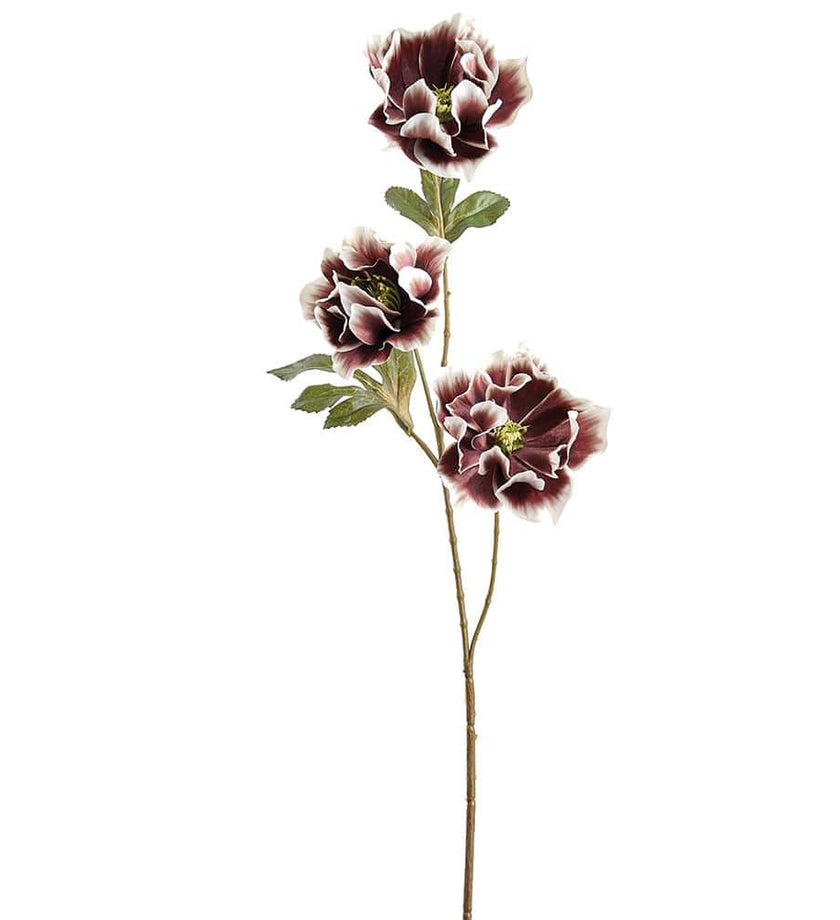 Helleborus Spray