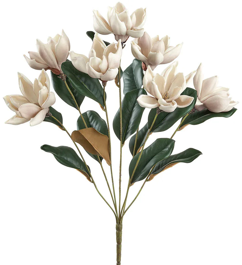 Magnolia Bush