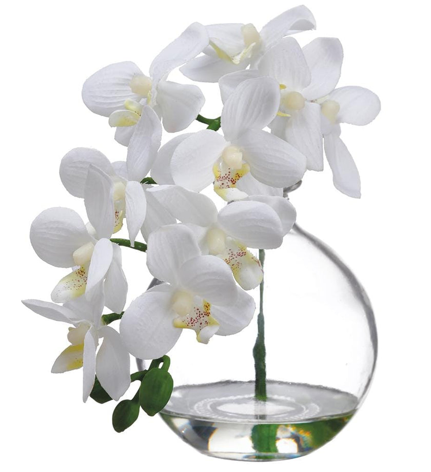 Phalaenopsis Orchid in Glass Vase