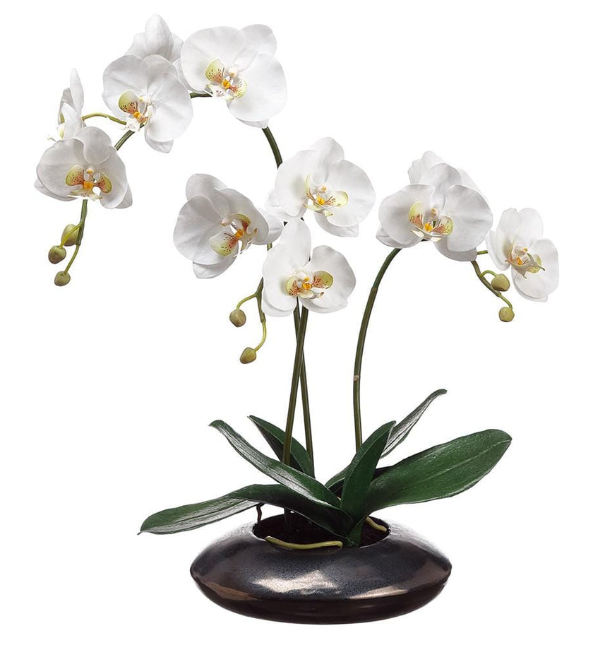 Phalaenopsis Orchid Plant in Ceramic Pot