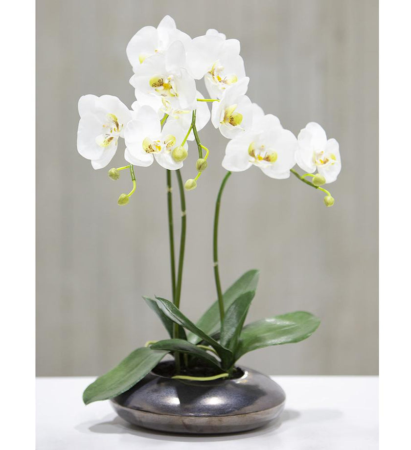 Phalaenopsis Orchid Plant in Ceramic Pot - secondary
