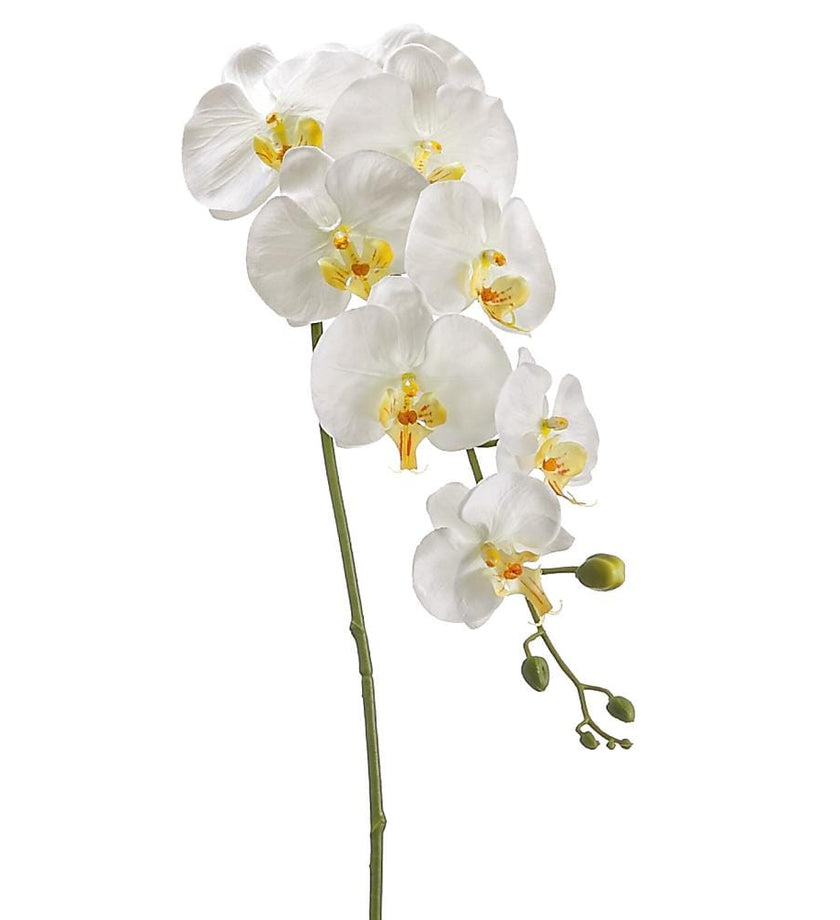 Phalaenopsis Orchid Stem