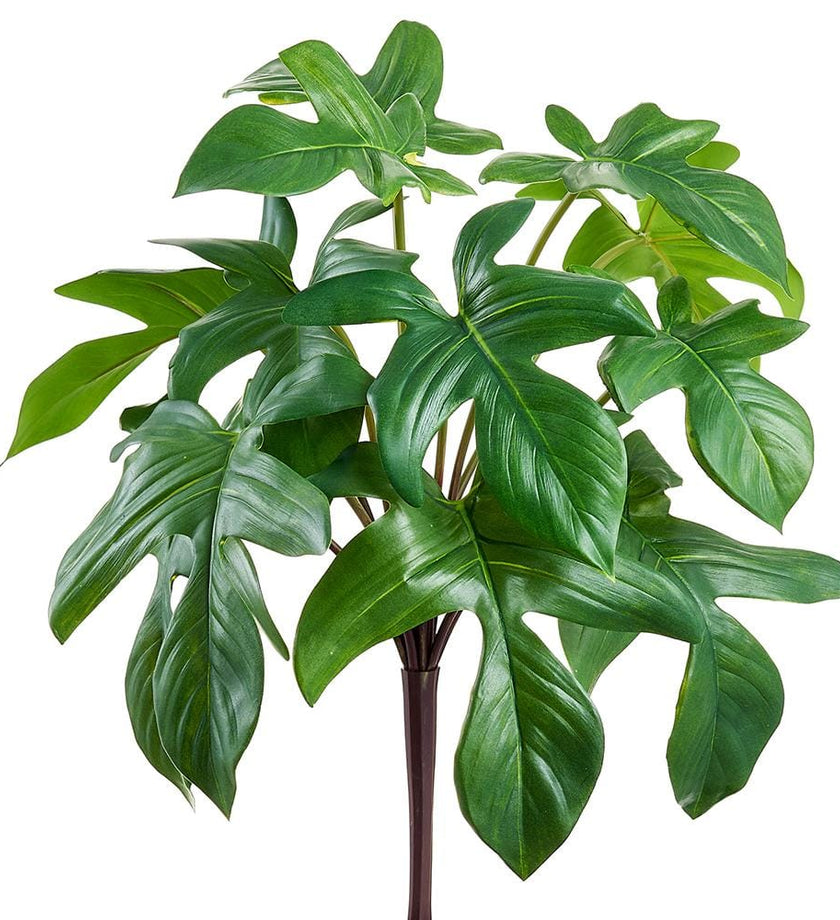 Philodendron Florida Bush