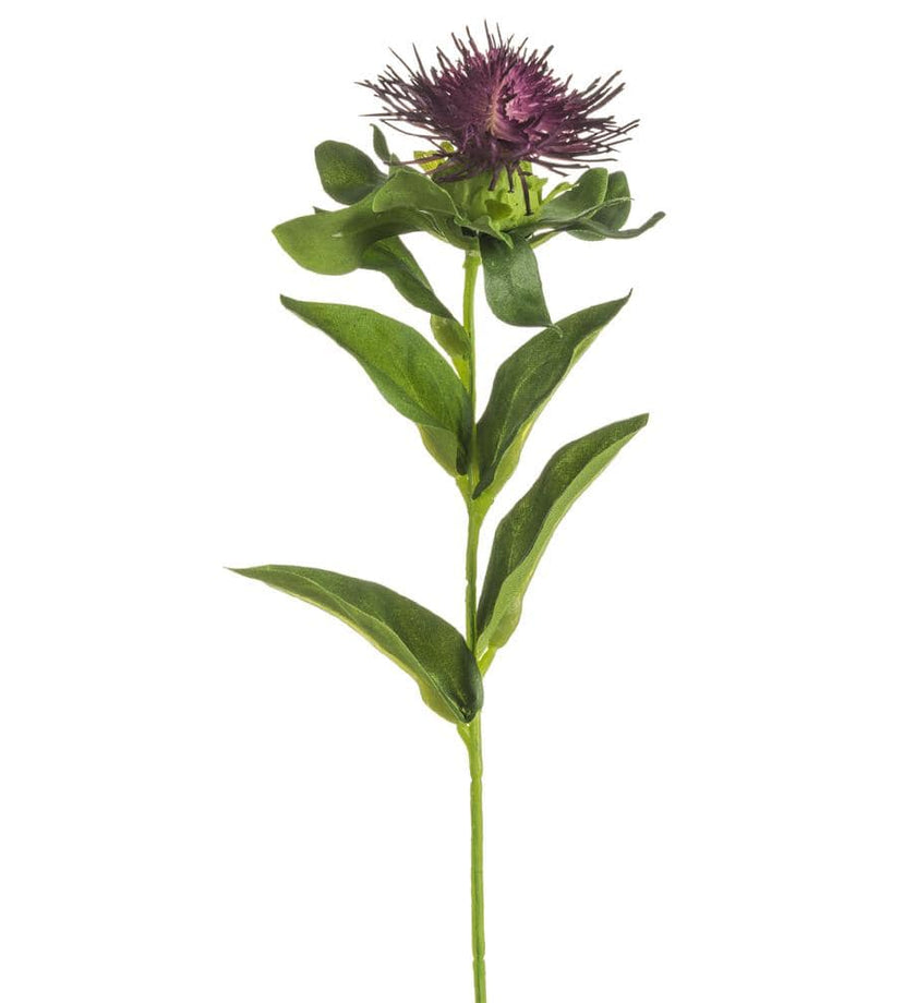 Pincushion Protea Spray