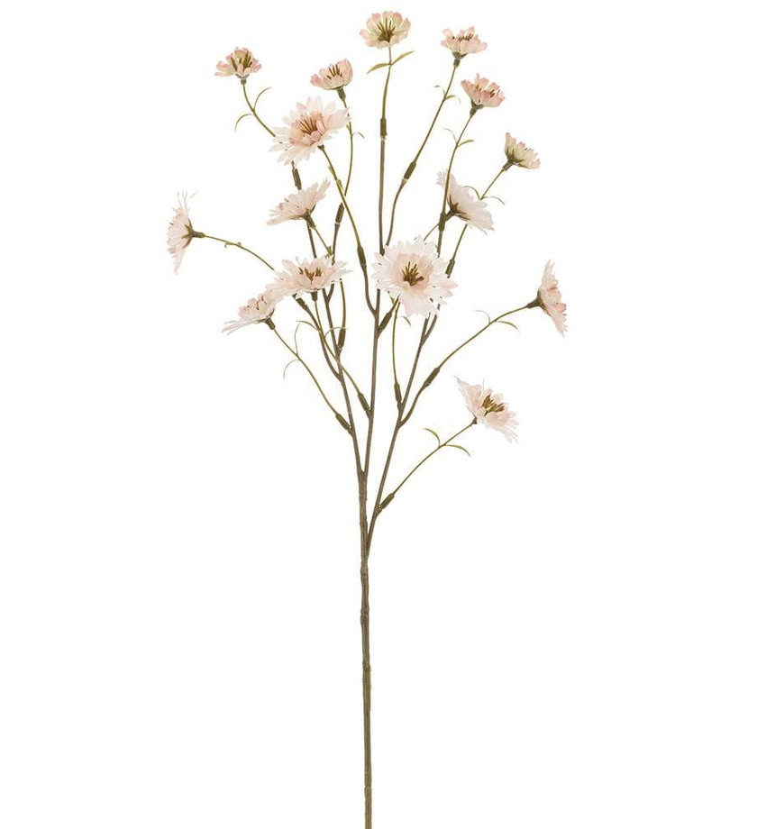 Primula Spray