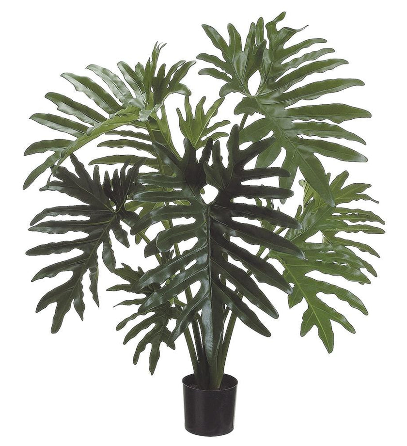 Selloum Philodendron Plant