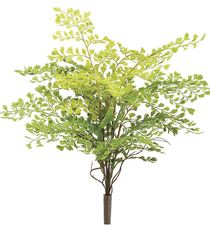 Soft Maidenhair Fern Bush