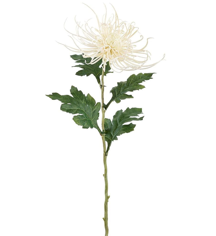 Spider Mum Spray - Cream