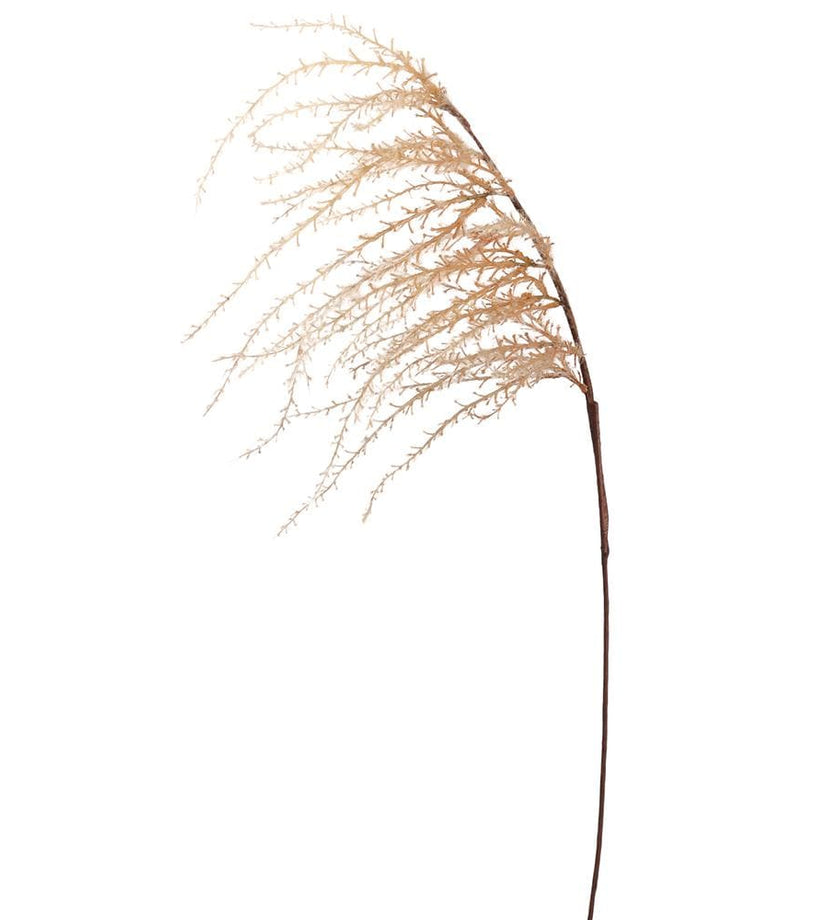 Trailing Pampas Grass