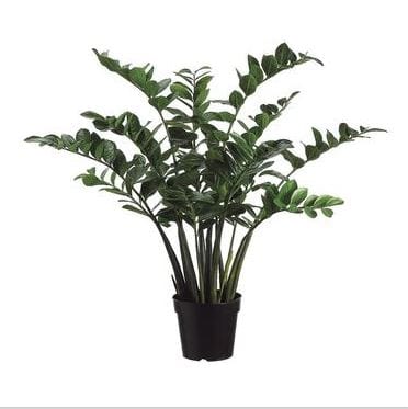 Allstate Floral Zamioculcas Zamiifolia Plant LPZ304-GR/TT(shiny)