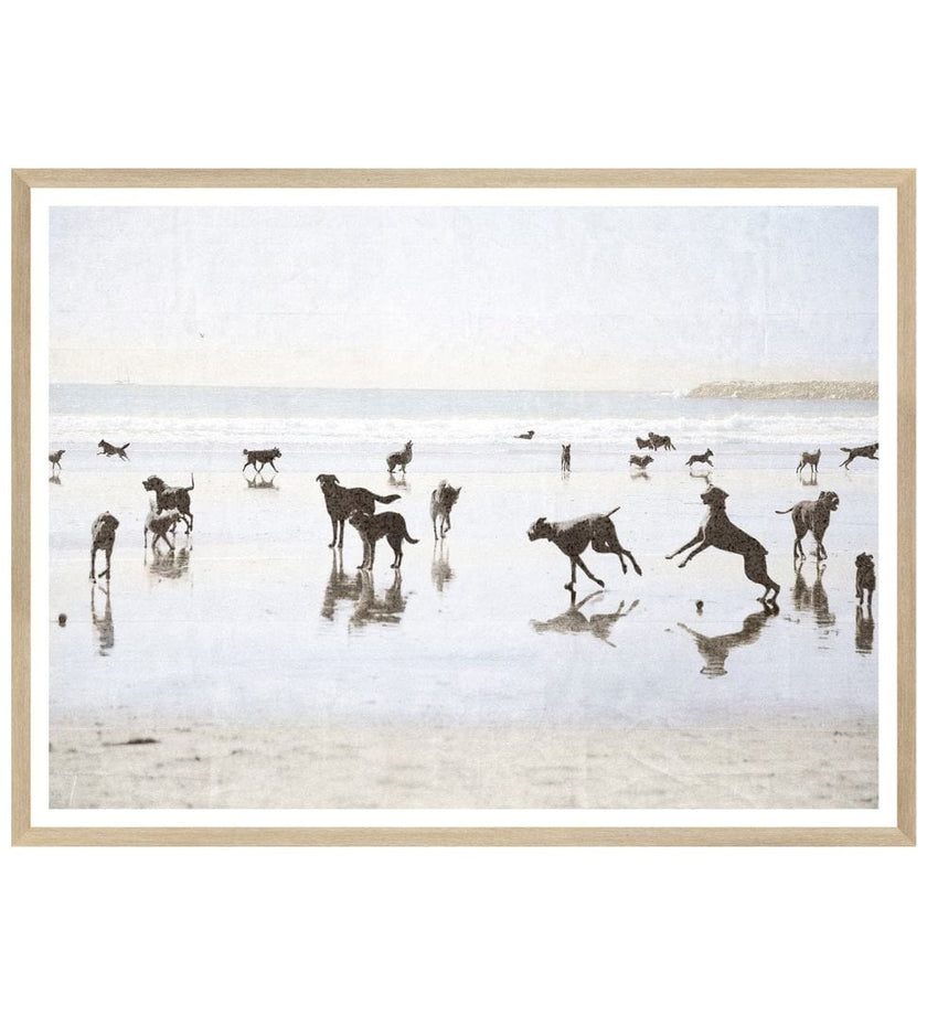 Dog Days at the Beach