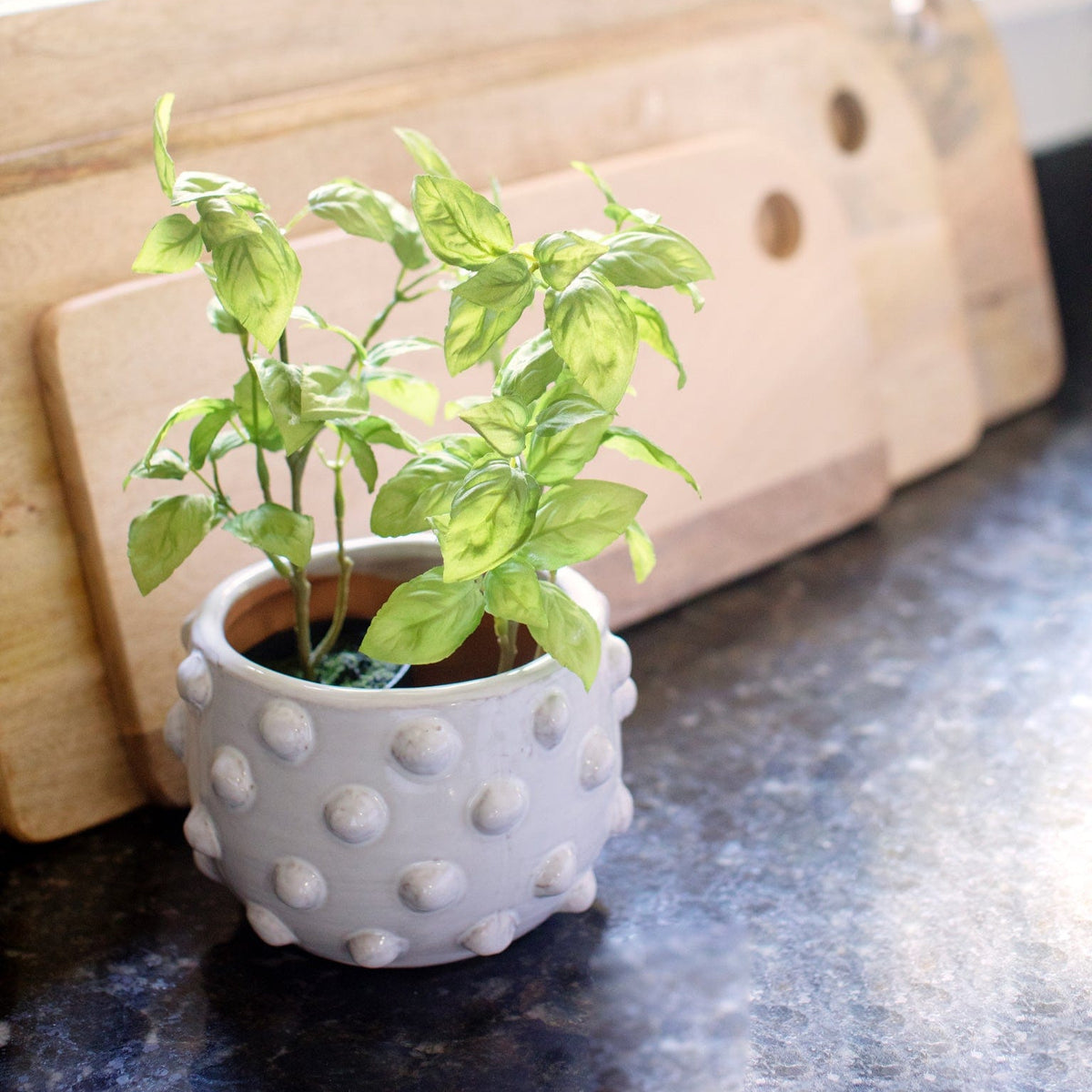 medium pots for plants Terra Cotta White Dots Planter, Medium – Megan Molten