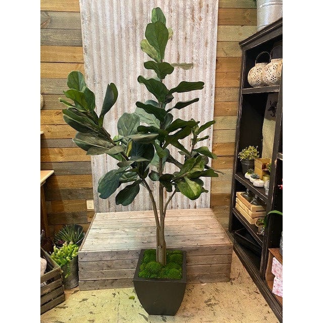 6 foot fiddle leaf fig tree Faux 6ft Fiddle-Leaf Fig Tree