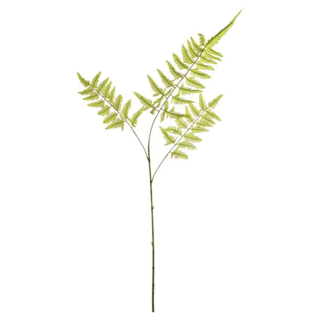 Napa Home Bracken Fern Stem Fern N4GP01