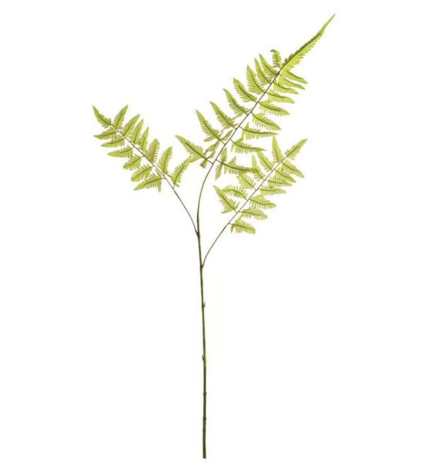 Bracken Fern Stem