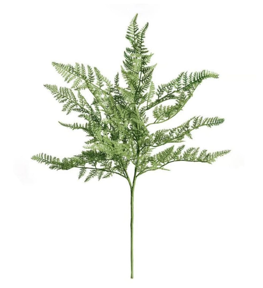 Fern Bush Stem