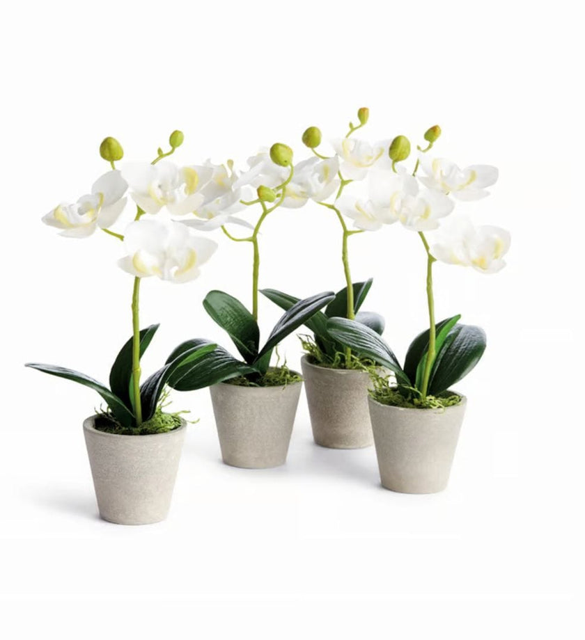 Mini Phalaenopsis Orchids Potted