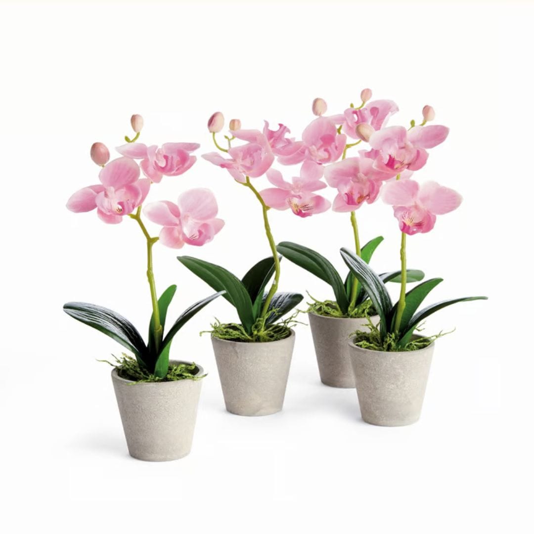 Napa Home Mini Phalaenopsis Orchids Potted Faux Plants N6GP36PKL