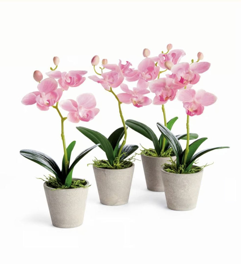 Mini Phalaenopsis Orchids Potted