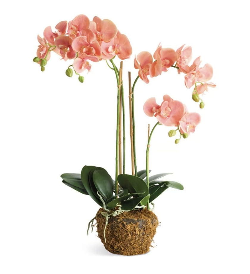 Phalaenopsis 30
