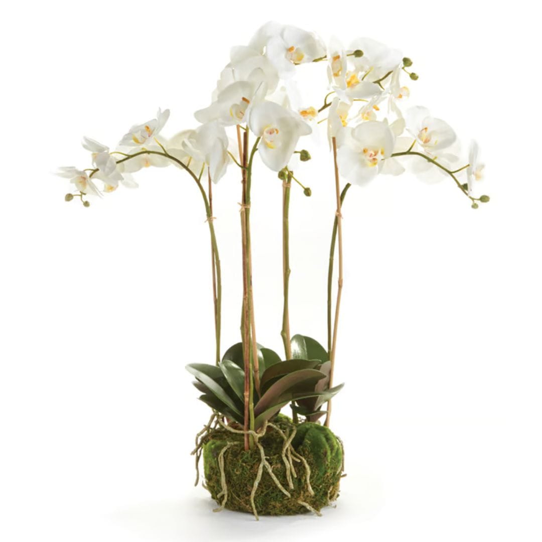 Napa Home Phalaenopsis Orchid Bowl Drop-in faux flower K112W