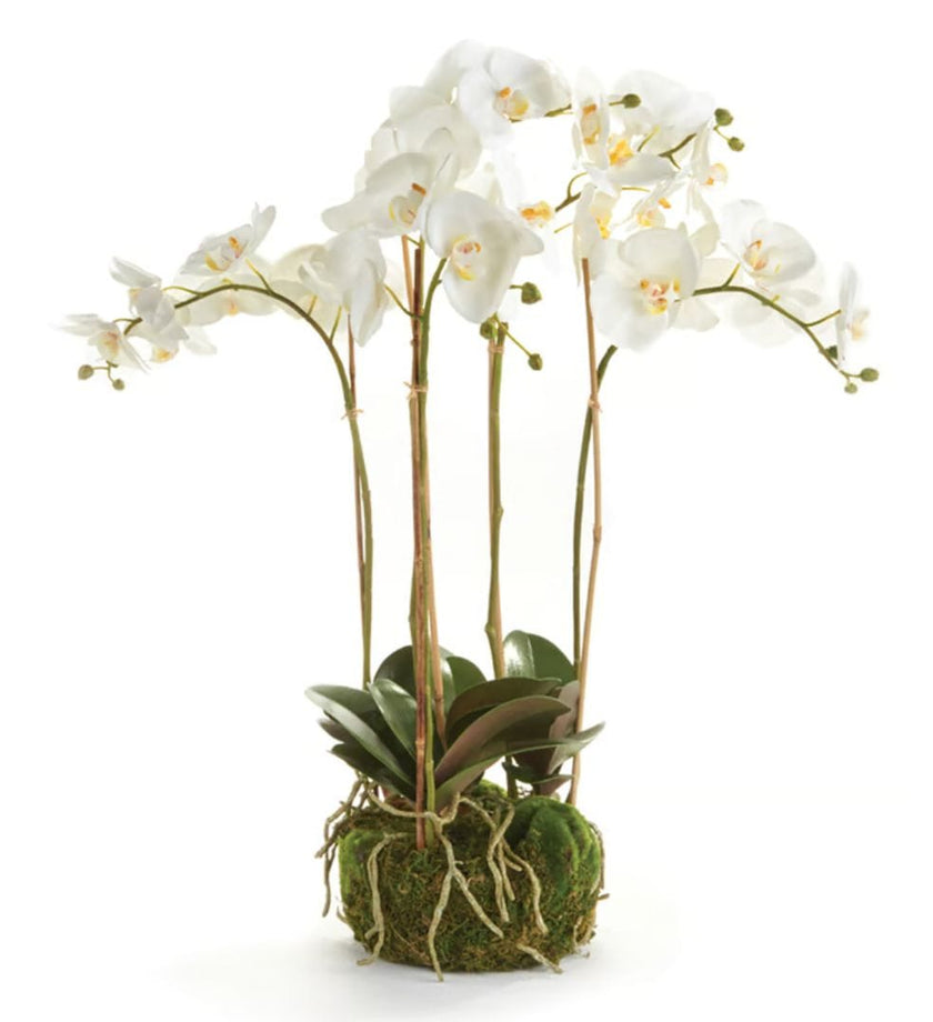 Phalaenopsis Orchid Bowl Drop-in