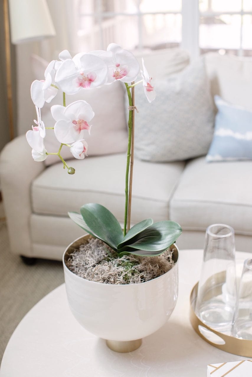 Napa Home Phalaenopsis Orchid Drop-In
