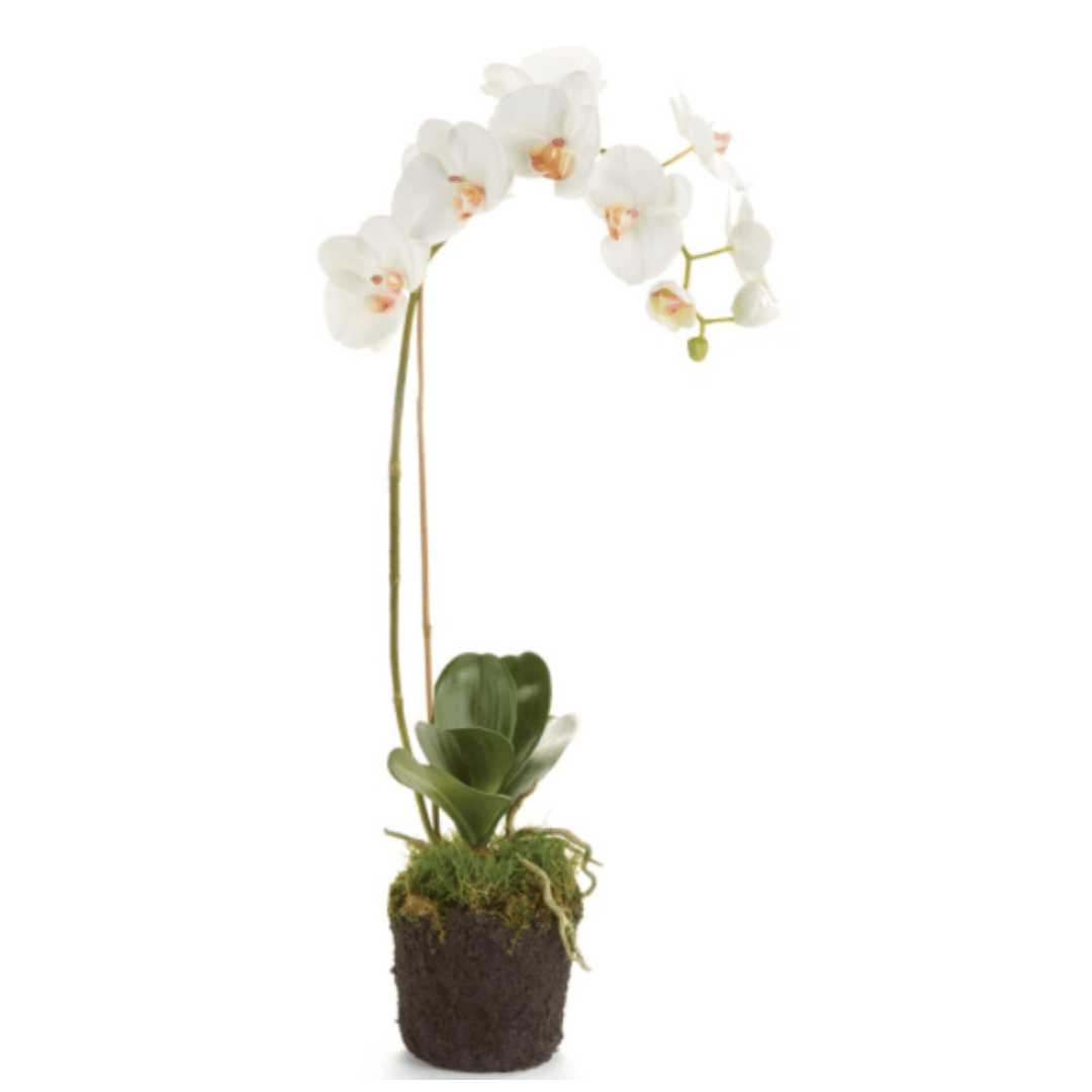 Napa Home Phalaenopsis Orchid Drop-In