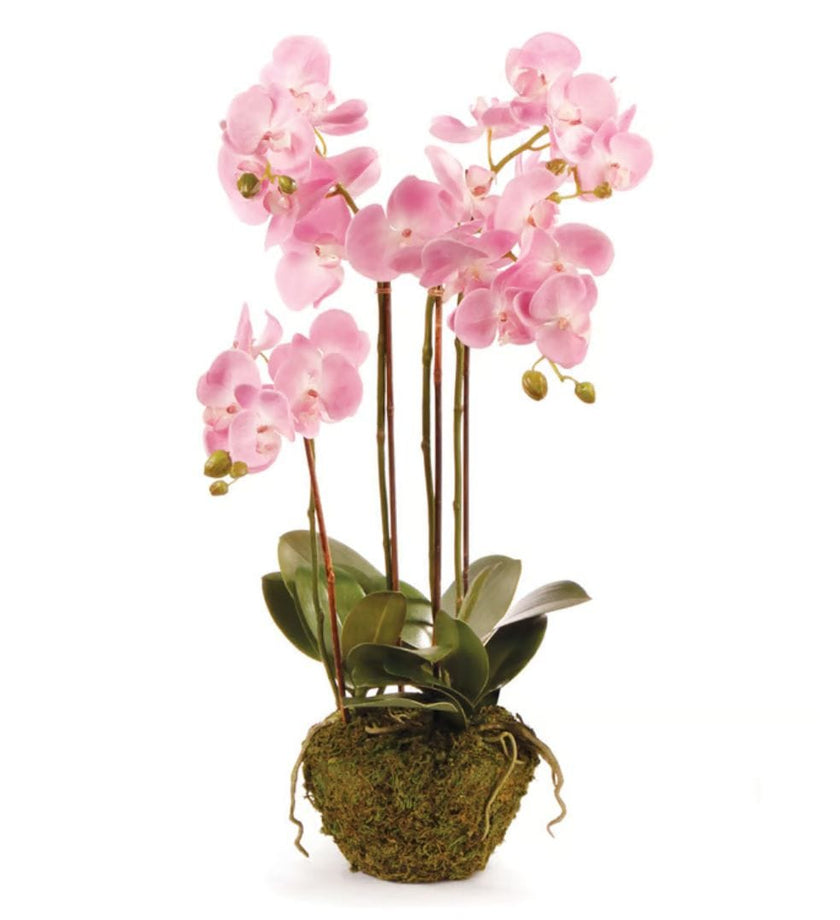 Phalaenopsis Orchid Drop-in 30