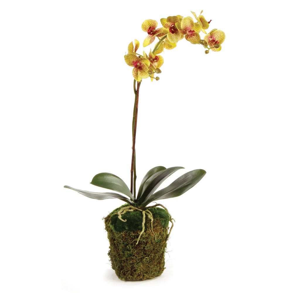 Napa Home Phalaenopsis Orchid Drop In-Chartreuse faux flower DI1259